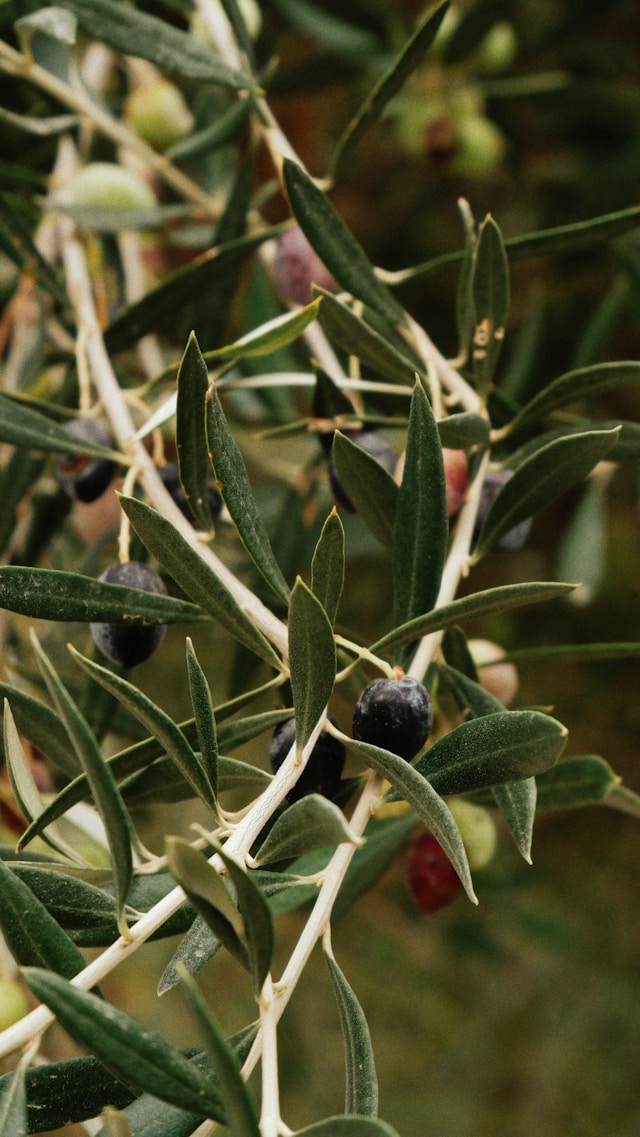 olives